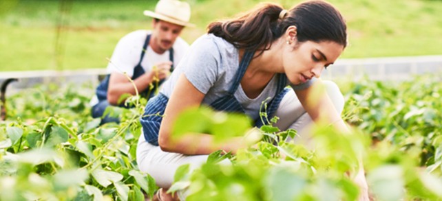 Suriname Agricultural Farm Development